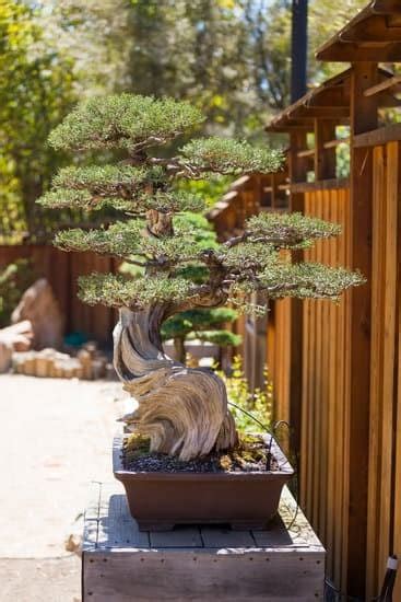 bonsai ebay|bonsai prezzi e offerte.